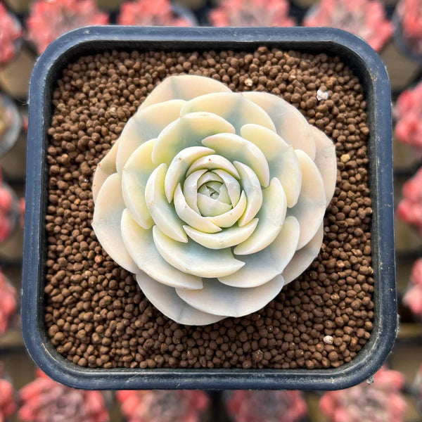 Echeveria Agavoides Akaihosi (Macedonia) Variegated Cluster Ultra Rare Succulents Imported from on sale Korea