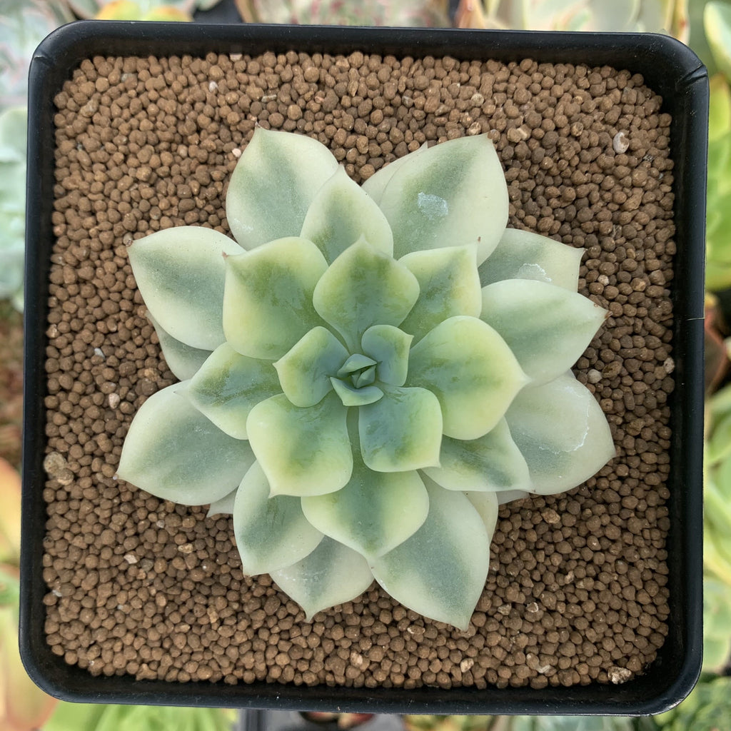 WITH high quality PUP! Variegated Echeveria Fun Queen