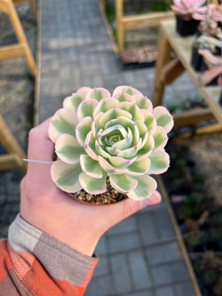 A hand holding a potted Echeveria 'Compton Carousel' Variegated