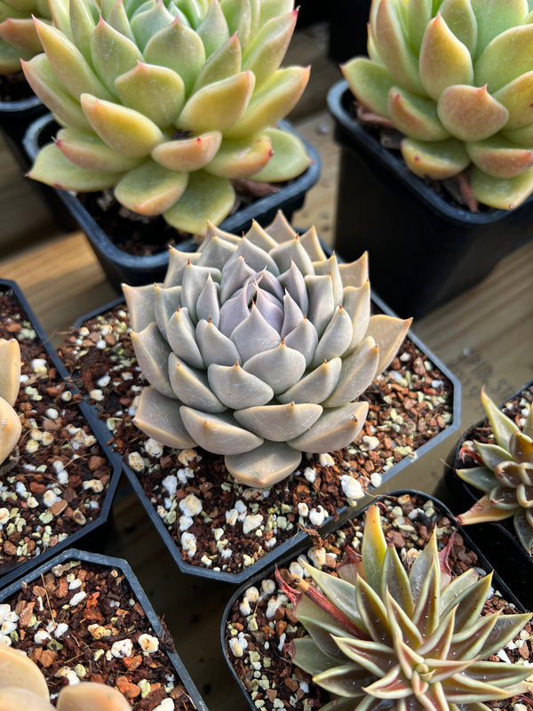 A large Echeveria Tobarensis potted in a nursery pot surrounded by other Echeveria