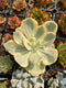 Rows of freshly watered Echeveria. In the center a Echeveria 'Pink Angel' Variegated has water droplets collecting on its leaves