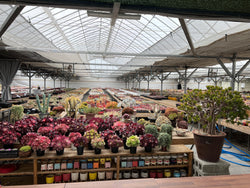 A korean succulent nursery with rows of assorted Echeveria, aeonium, cactus and other succulents