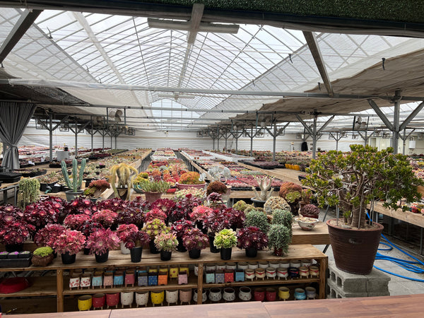 A korean succulent nursery with rows of assorted Echeveria, aeonium, cactus and other succulents