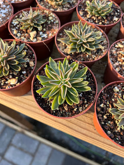 A sea of Echeveria Lutea in small nursery pots