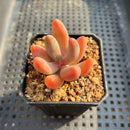 Pachysedum 'Ganzhou' 1"-2" Succulent Plant