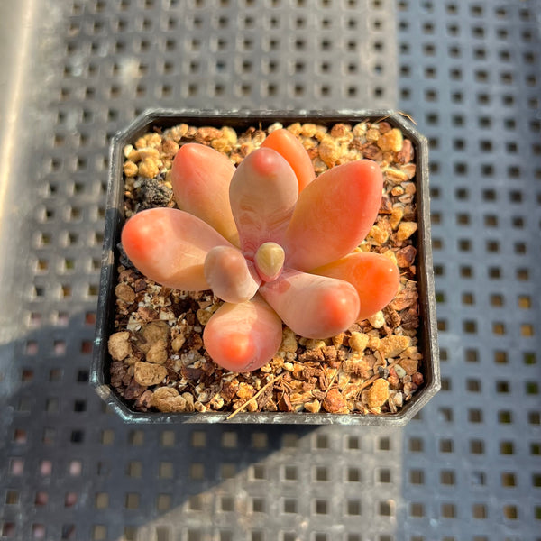 Pachysedum 'Ganzhou' 1"-2" Succulent Plant