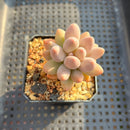 Pachyphytum 'Pink Lover' 2” Succulent Plant