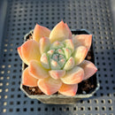 Echeveria ‘Alba Beauty’ 1”-2” Succulent Plant