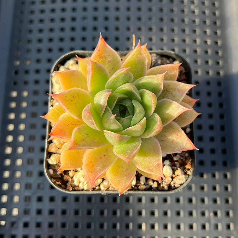 Echeveria Purposorum x Longissima 2" Succulent Plant