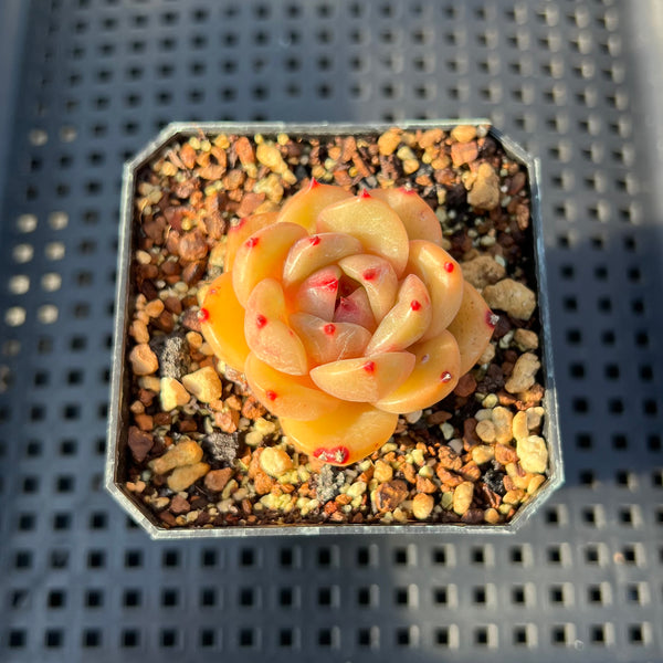 Echeveria 'Champaign' Hybrid 1"-2" Succulent Plant