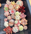 25 Piece Echeveria Assortment 1”-3” Succulent Plant Cuttings (Set M)