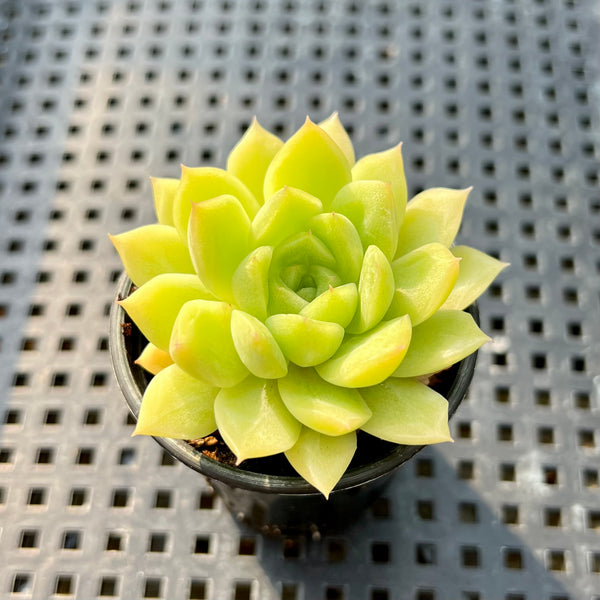 Echeveria ‘Malgan’ 1”-2” Succulent Plant