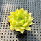 Echeveria ‘Malgan’ 1”-2” Succulent Plant