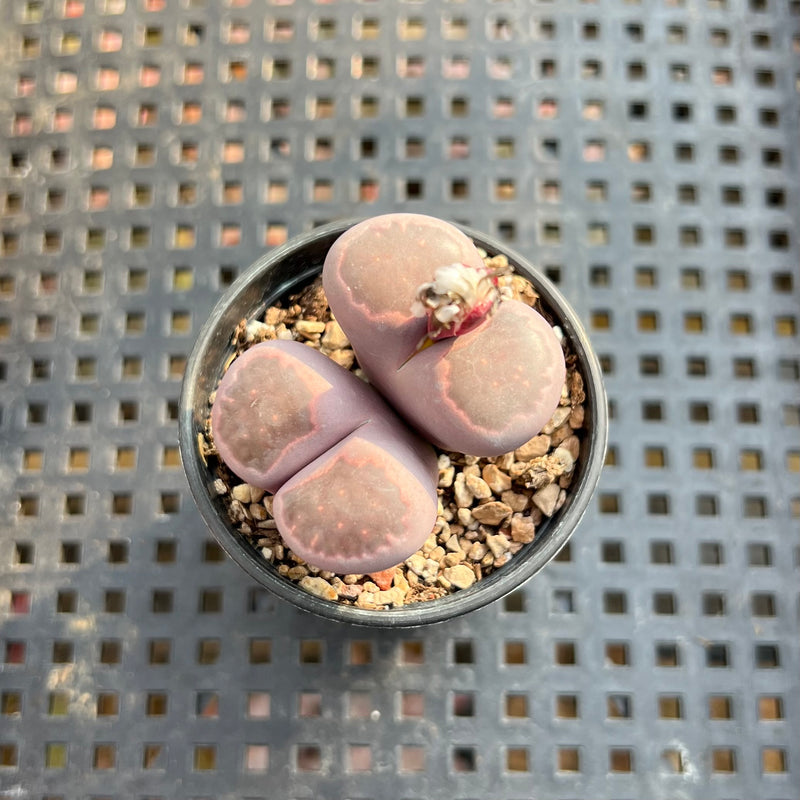 Lithops optica 'Rubra' 2” Cluster Succulent Plant