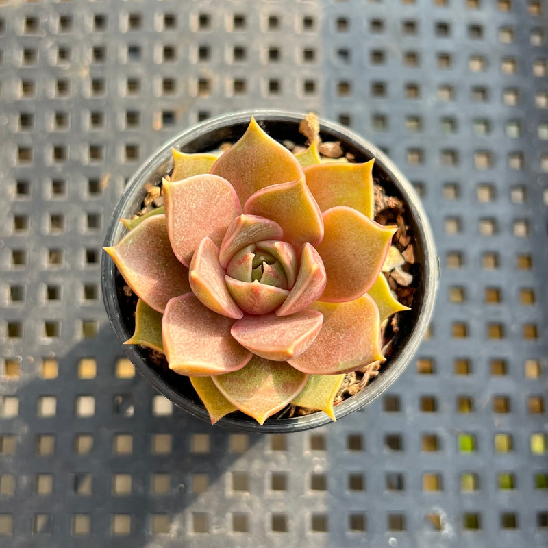 Echeveria ‘Mysterious Rose’ 1”-2” Succulent Plant