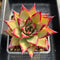 Echeveria Agavoides 'Dark Lord' 6” Extra Large Succulent Plant