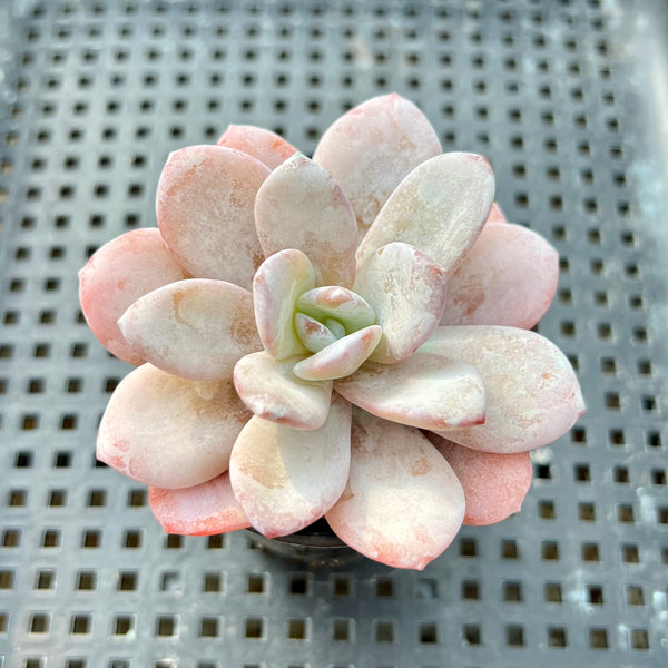 Echeveria Laui 1”-2” Succulent Plant