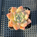 Echeveria ‘Alba Beauty’ 1”-2” Succulent Plant