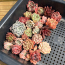 25 Piece Echeveria Assortment 1”-3” Succulent Plant Cuttings (Set G)