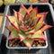 Echeveria Agavoides 'Dark Lord' 6” Extra Large Succulent Plant