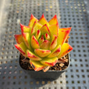 Echeveria Agavoides 'Orange Ebony' 1"-2" Succulent Plant