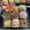 Set of Nine Echeveria 2”-3” Succulent Plants (Set 2)