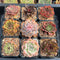 Set of Nine Echeveria 2”-3” Succulent Plants (Set 1)