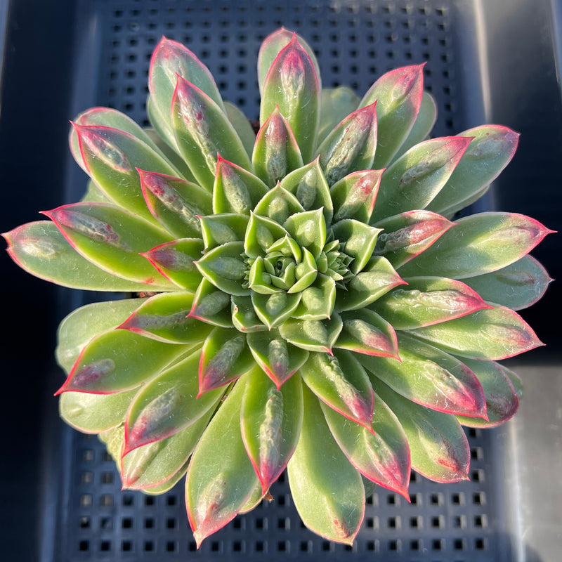 Echeveria Longissima Carunculated 4”-5” Large Succulent Plant