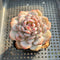 Echeveria ‘Lotus’ 2”-3” Succulent Plant