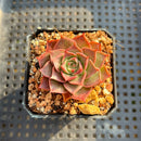 Echeveria Longissima 1”-2” Succulent Plant