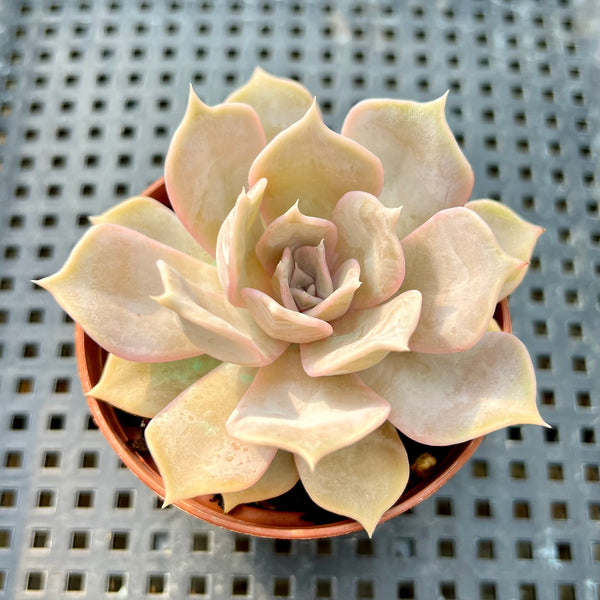 Echeveria Lilacina 2”-3” Succulent Plant