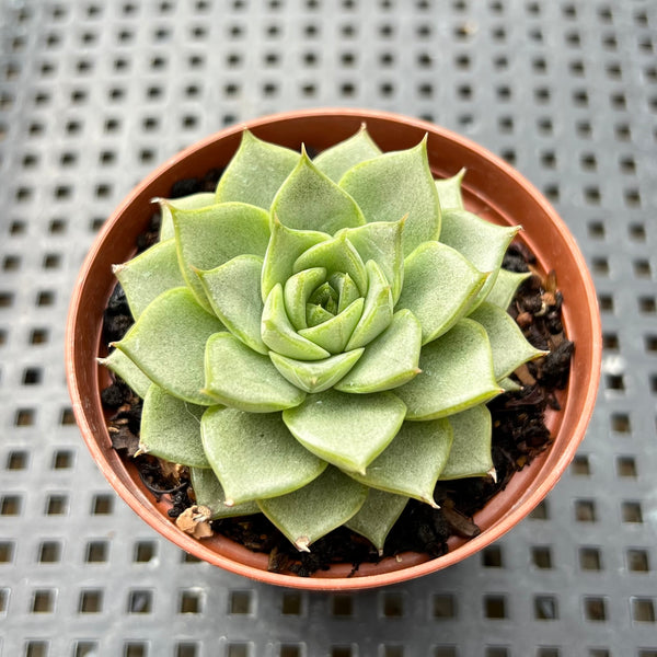 Echeveria ‘Fabiola’ 2”-3” Succulent Plant