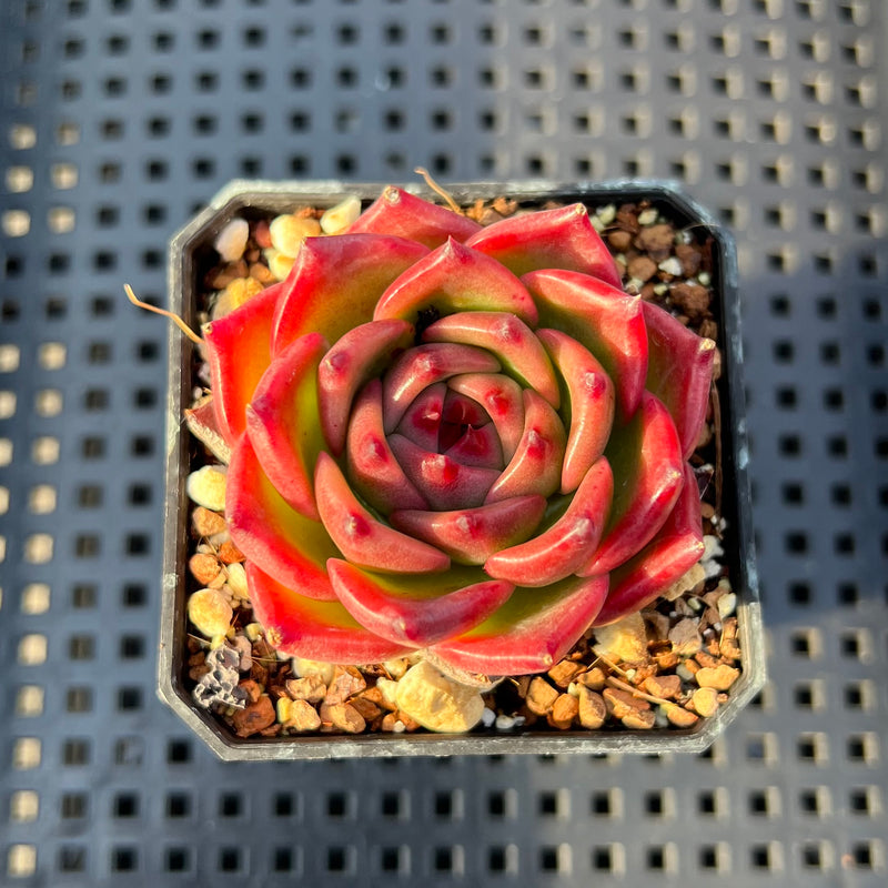 Echeveria ‘Derenceana’ 2”-3” Succulent Plant