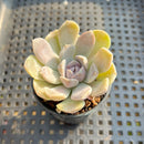 Echeveria ‘Tiny Burger’ 1”-2” Succulent Plant