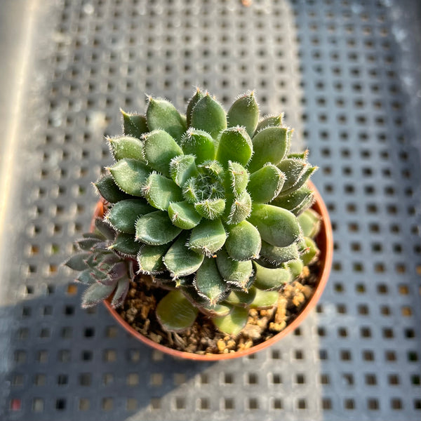 Echeveria 'Scorpio' 2" Succulent Plant