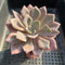 Graptoveria ‘Debbie’ 3”-4” Succulent Plant