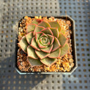 Echeveria Longissima 1”-2” Succulent Plant