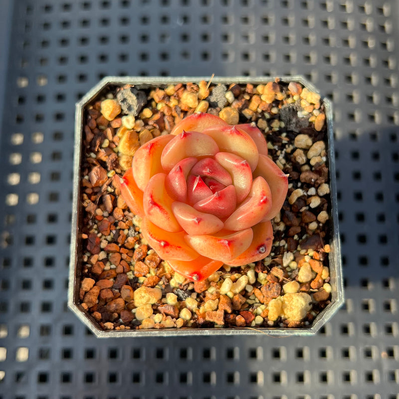 Echeveria 'Champaign' Hybrid 1"-2" Succulent Plant