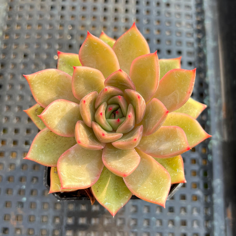 Echeveria ‘Serenade’ 1”-2” Succulent Plant