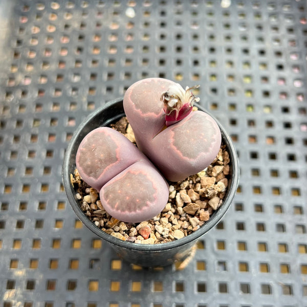 Lithops optica 'Rubra' 2” Cluster Succulent Plant