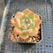 Echeveria ‘Alba Beauty’ 1”-2” Succulent Plant