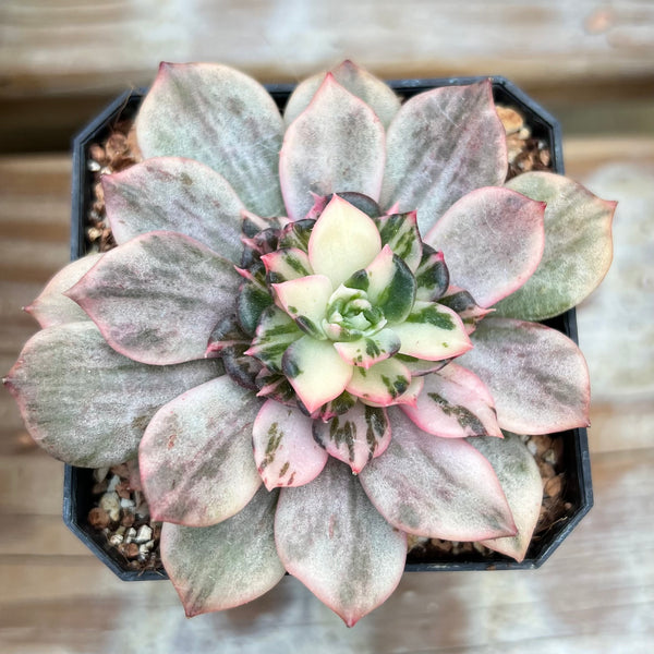 Echeveria 'Black Stripe' (Variegated Black Prince Variant) 2" Succulent Plant