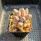 Pachyphytum 'Pink Lover' 2” Succulent Plant