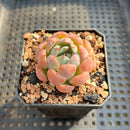 Echeveria 'Missing Snow' 2" Succulent Plant