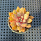 Echeveria 'Jelly Jam' 2" Succulent Plant