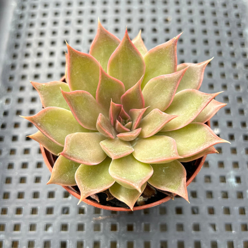 Echeveria ‘Mensa’ 2”-3” Succulent Plant