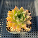 Echeveria Purposorum x Longissima 2" Succulent Plant