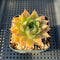 Echeveria Purposorum x Longissima 2" Succulent Plant