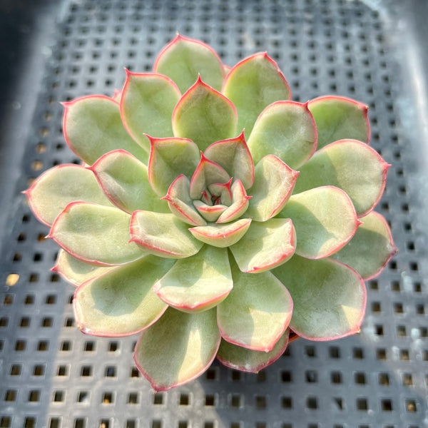 Echeveria ‘Hercules’ 2”-3” Succulent Plant