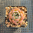 Echeveria 'Missing Snow' 2" Succulent Plant